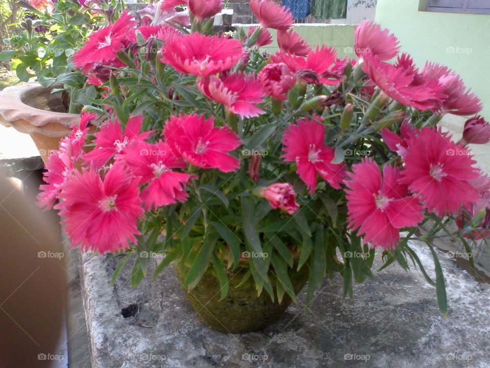 beautiful red flowers
