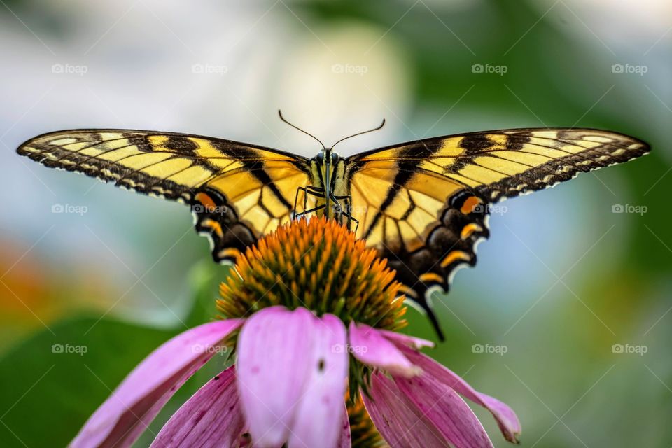 An eastern tiger swallowtail works his way up the coneflower like the sun rises over the horizon. Wings form a beautiful organic triangle. 