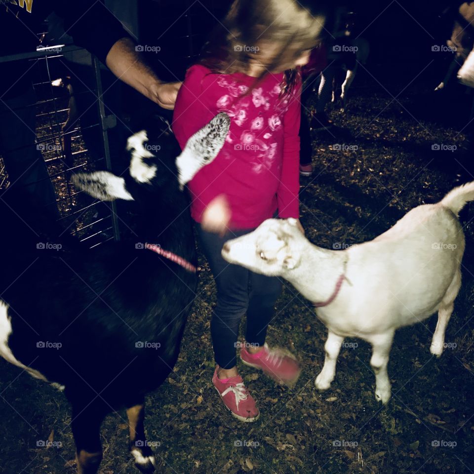 Feeding goats 