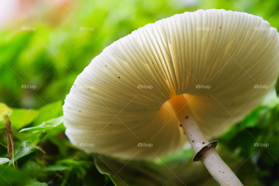 White toxic mushroom in the forest