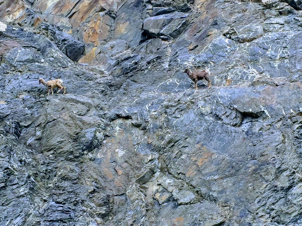 two goats walking on the side of a cliff in Jasper National Park, Alberta, Canada