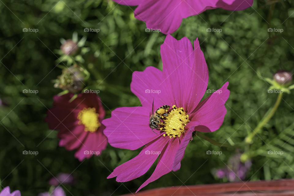 Bee on Colorful Cosmos sulphureus Cav flowers in garden.