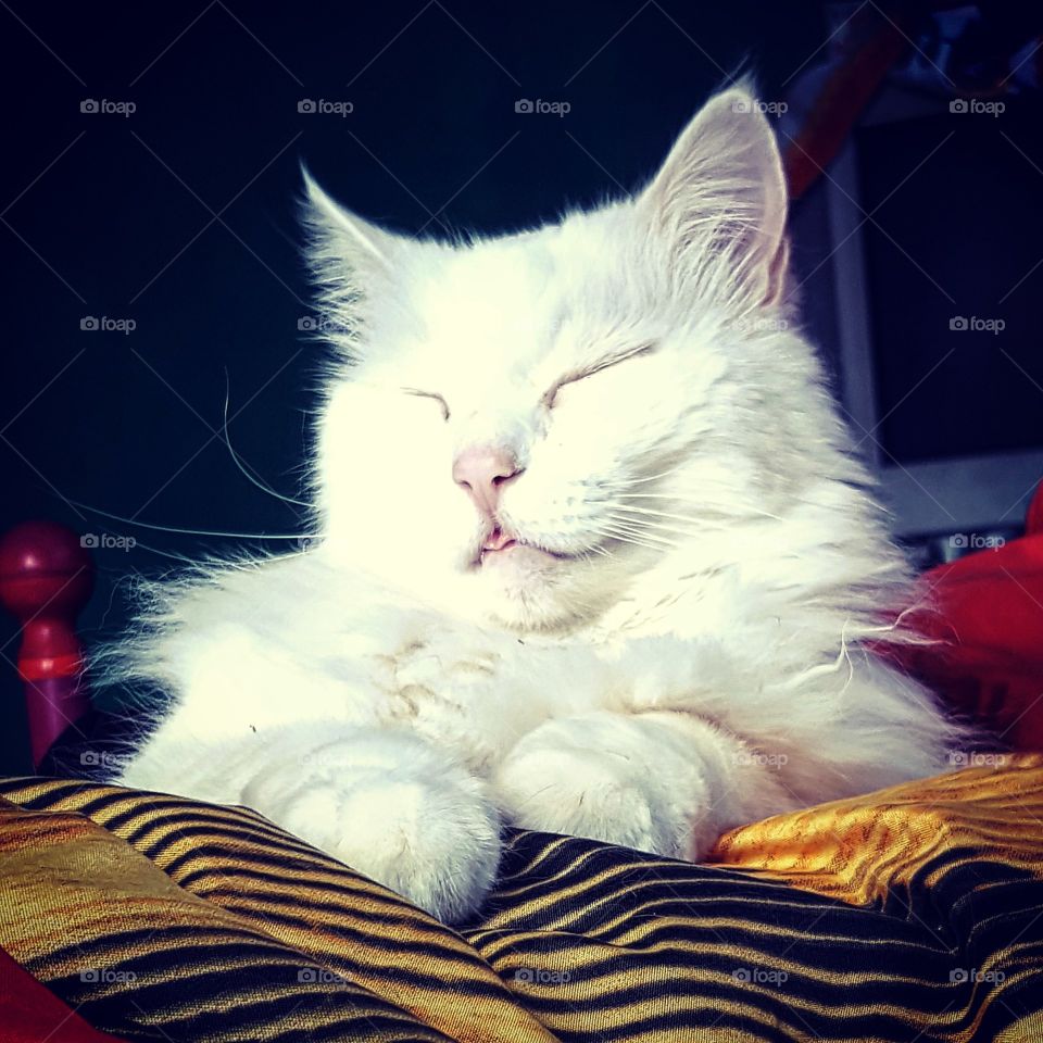 cute white cat showing tongue