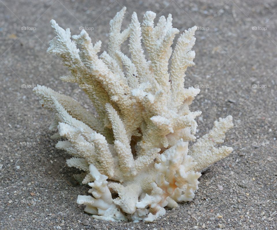 Coral on beach