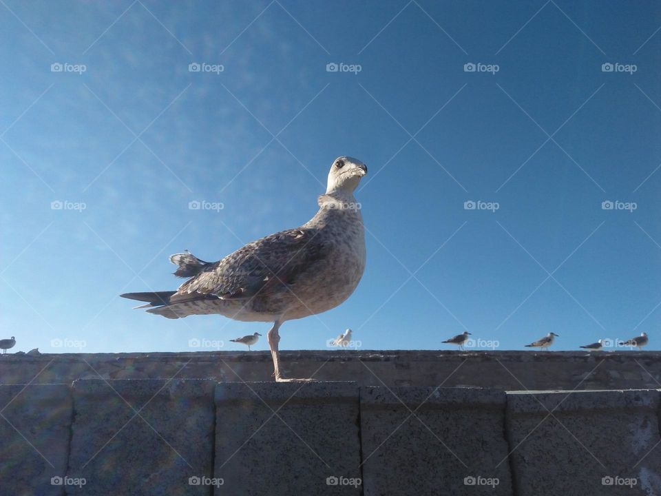 Beautiful seagull looking at my camera.