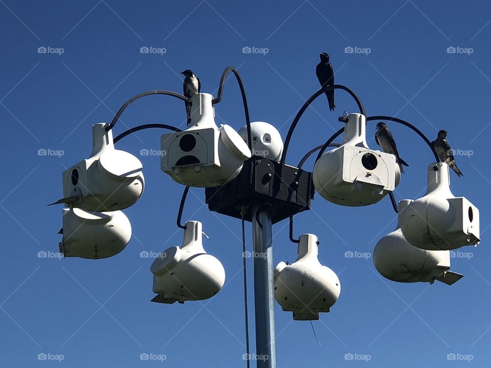 Purple Martin colony