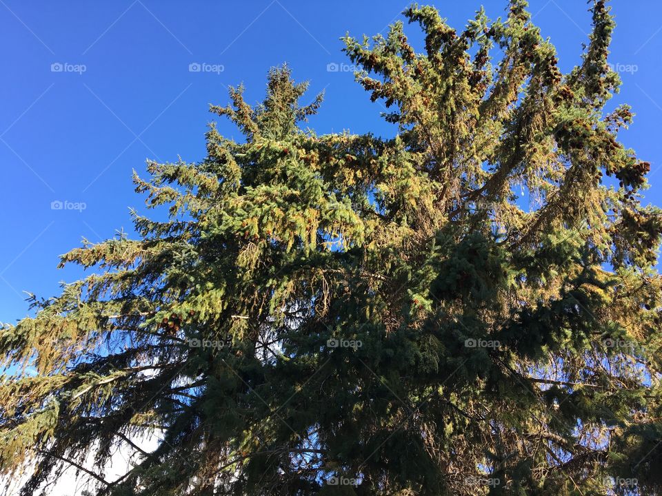 Beautiful large tree 