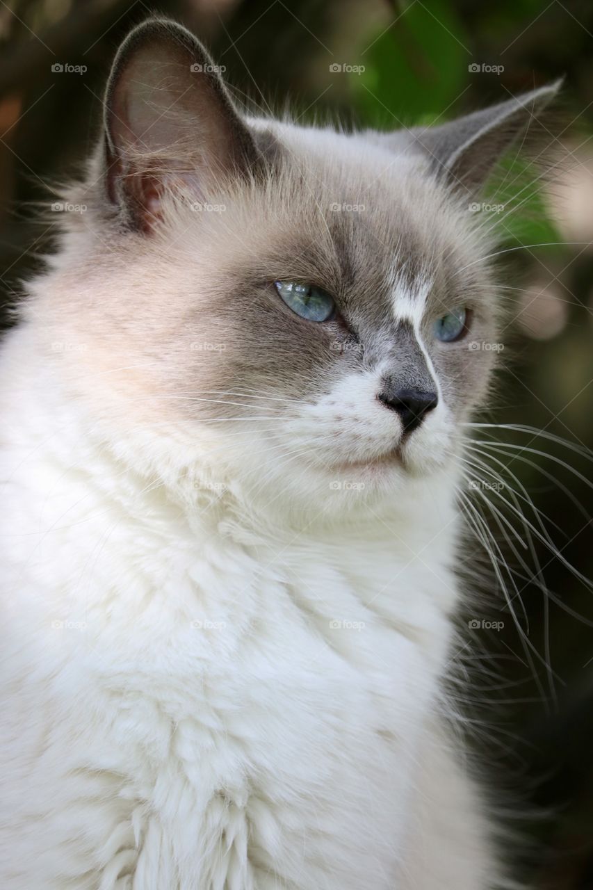 Ragdoll rag doll cat profile closeup