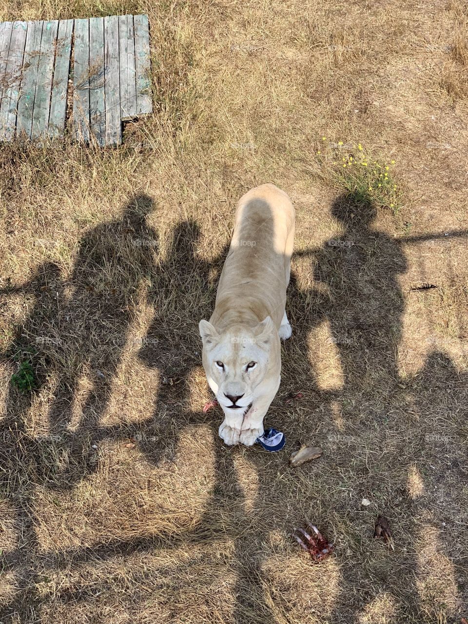 The young lioness was recently fed, and now looks at the visitors of the Safari Park. There are bones lying around. Under the paws of the lioness - baby cap. People visiting the Park are not visible, but their shadows are clearly visible
