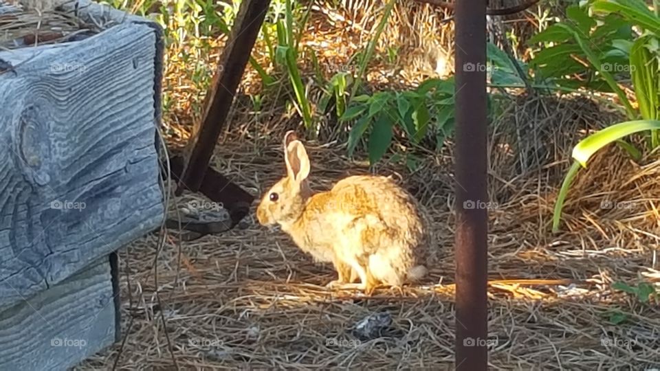 Sunlight rabbit