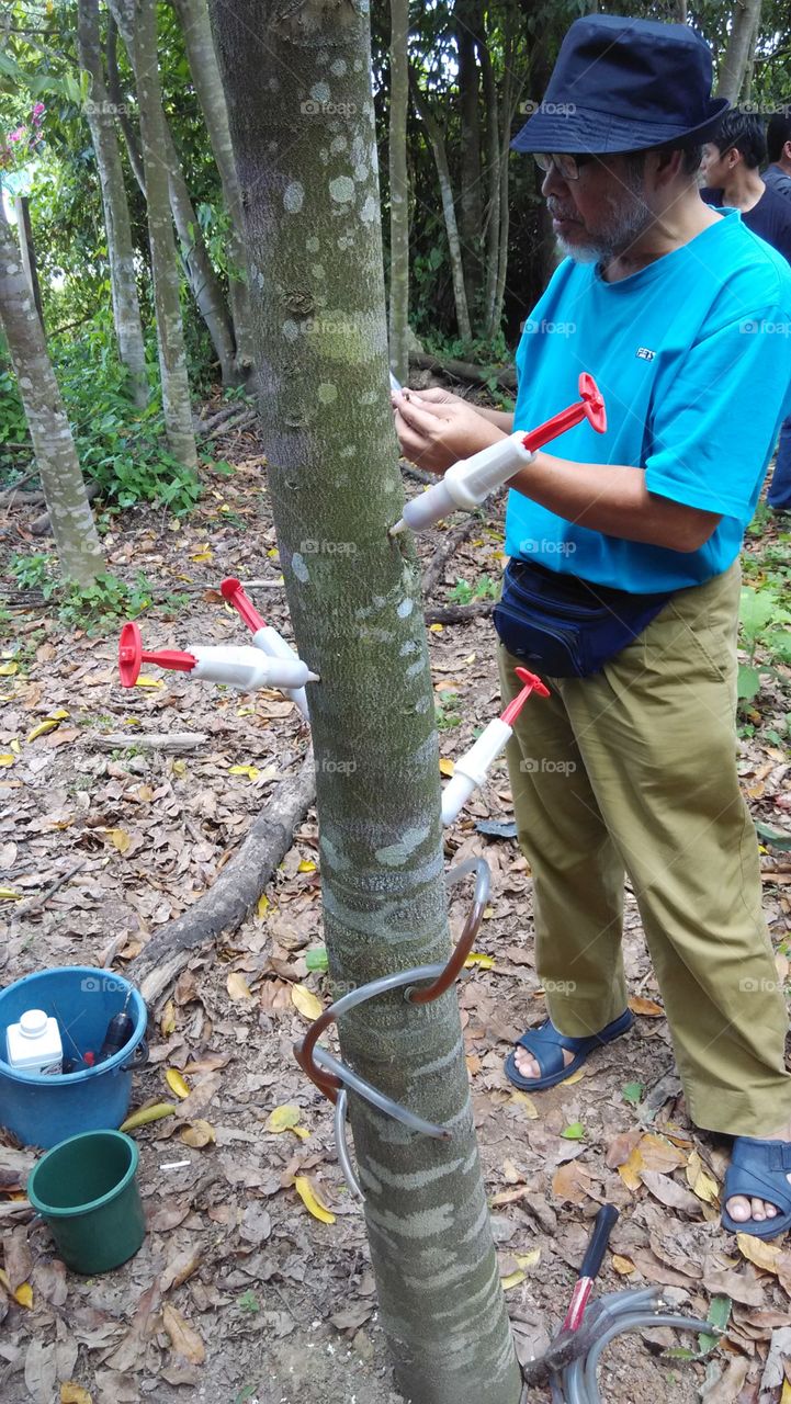 Vaccination of gaharu tree. A gaharu tree being vaccinated to induce the formation of gaharu resin.