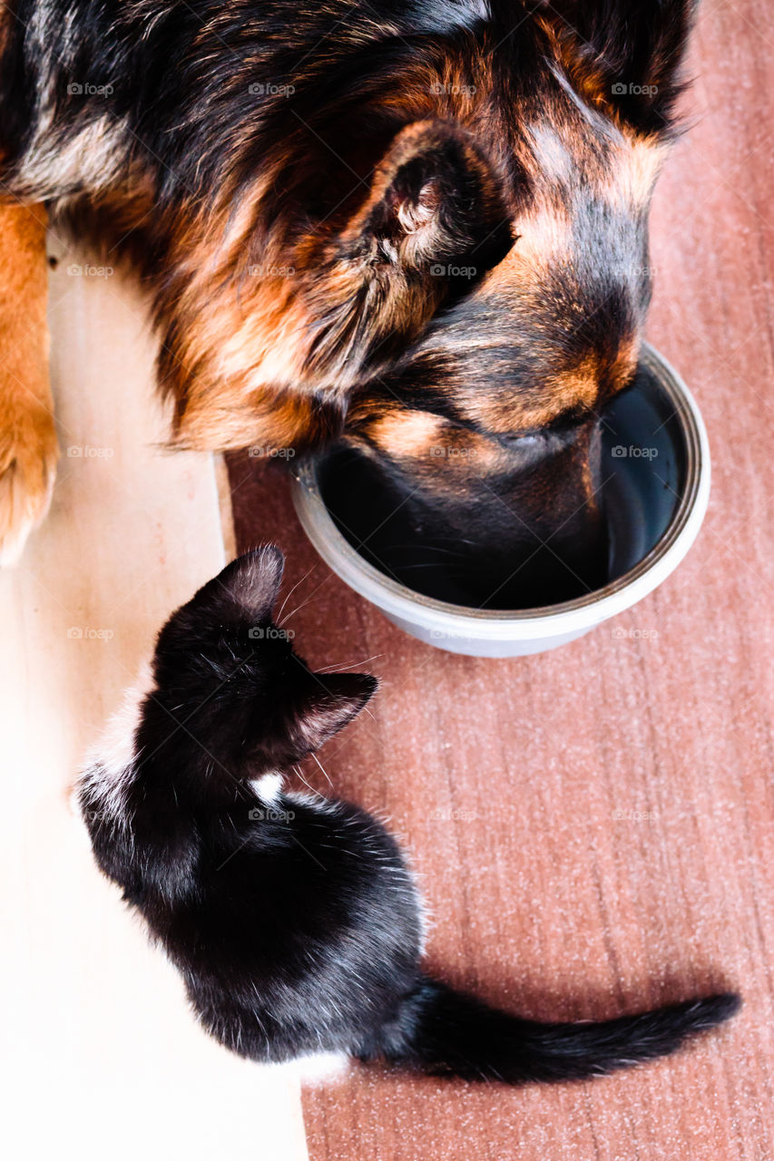 Little cat looking for company with big dog at one bowl of food