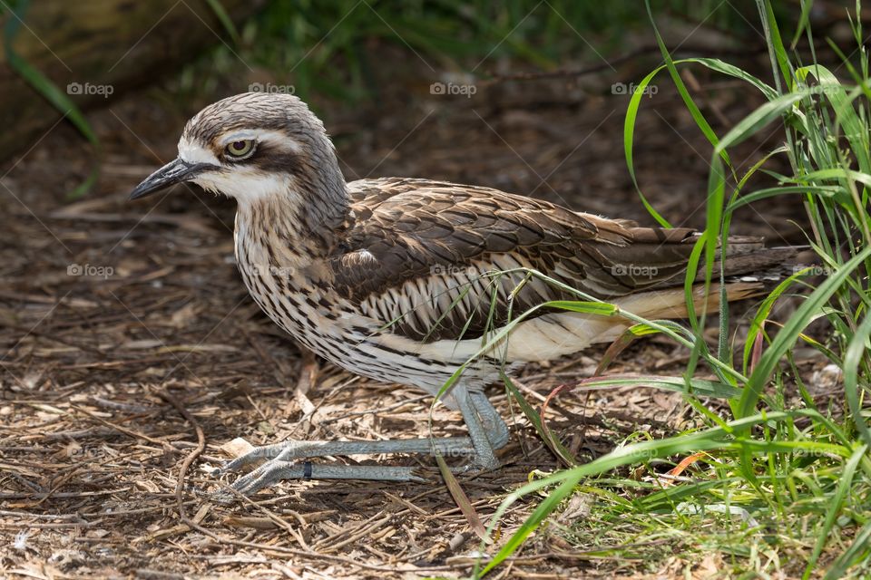 Side profile of a brown bird. Brown spotted bird resting on a ground. Long legs. Black beak. Grass