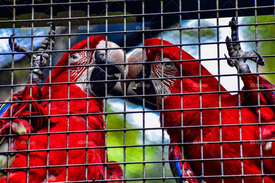 South American scarlet macaws