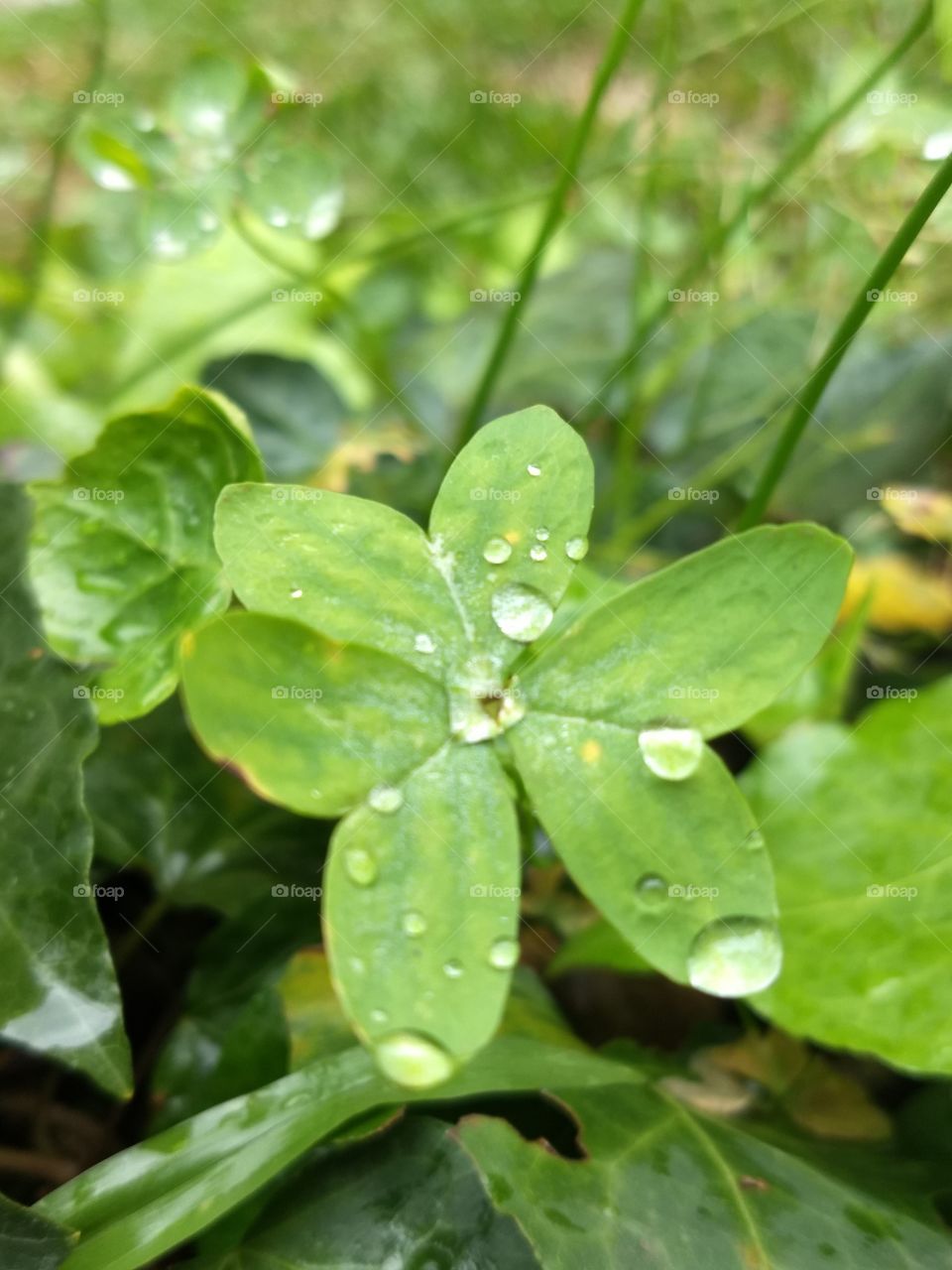 plants with water drops