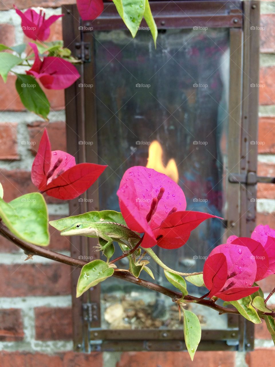 Bougainvillea in front of the gas lamp