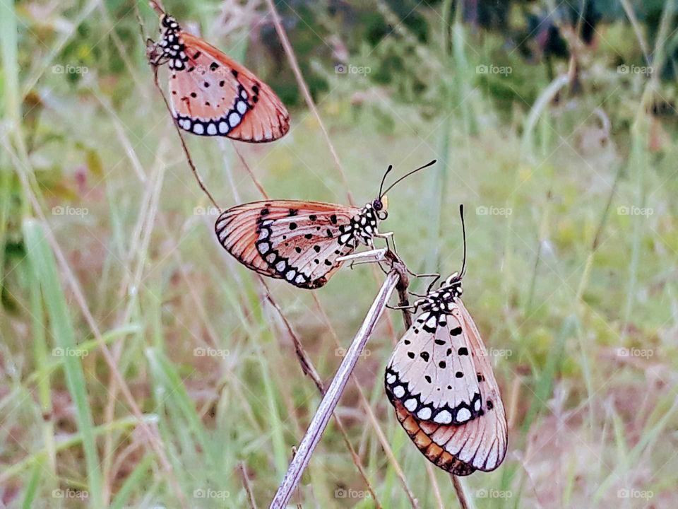 Indian Butterfly