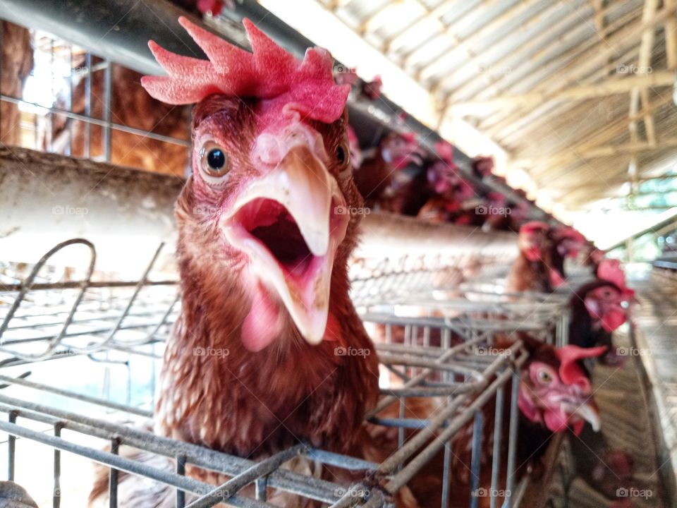 Chiken Beak opens when People come around and It hopes given a feed