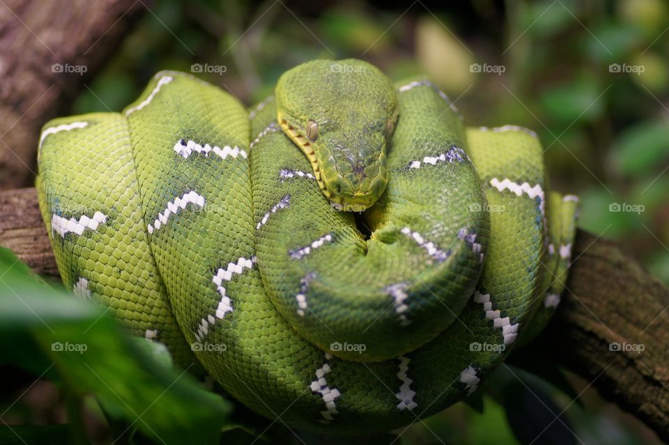 Green snake