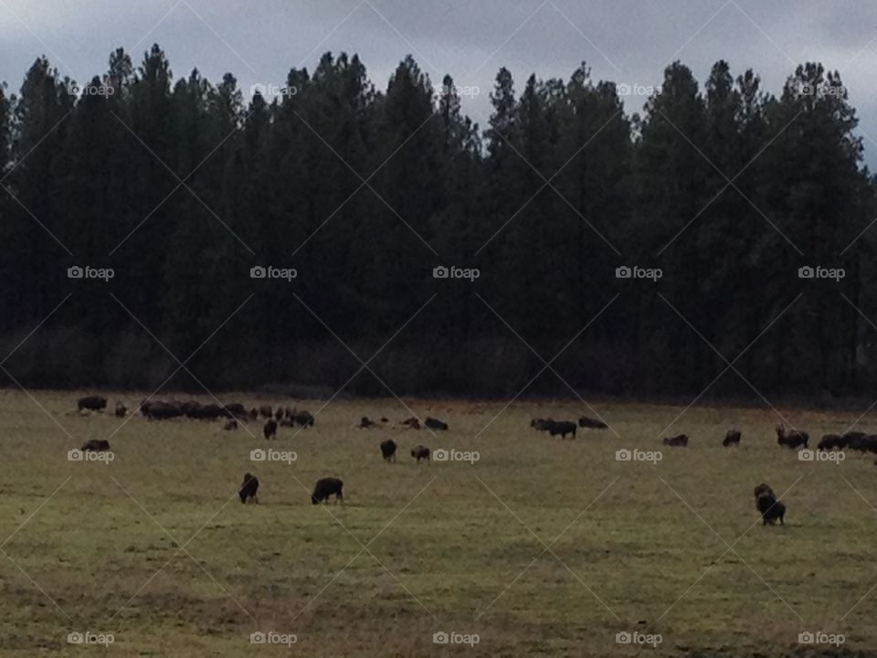 Buffalo Herd