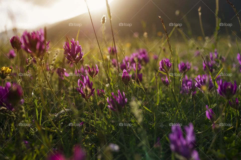 Violet flowers on high mountain field at sunset
