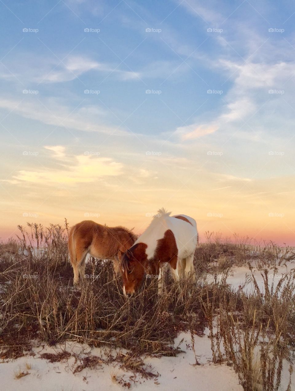 Wild horses at sunset