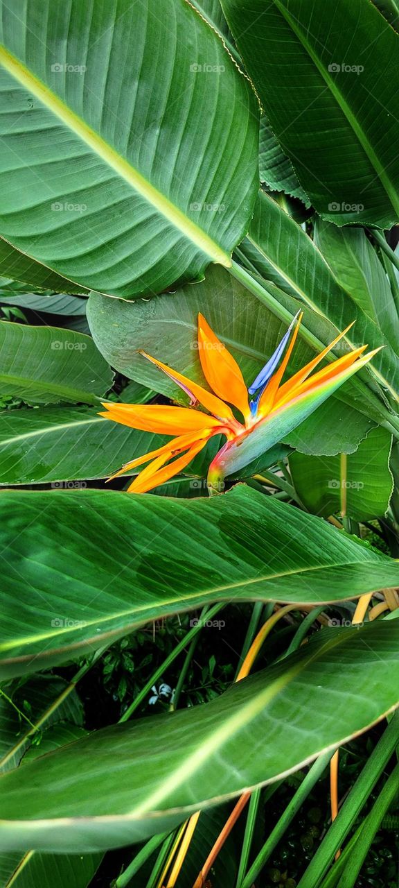 bird of paradise