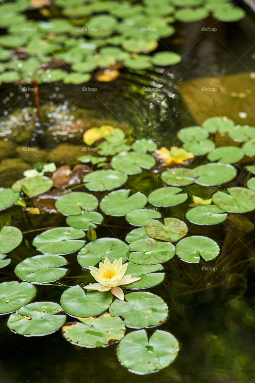 Lotus water lily