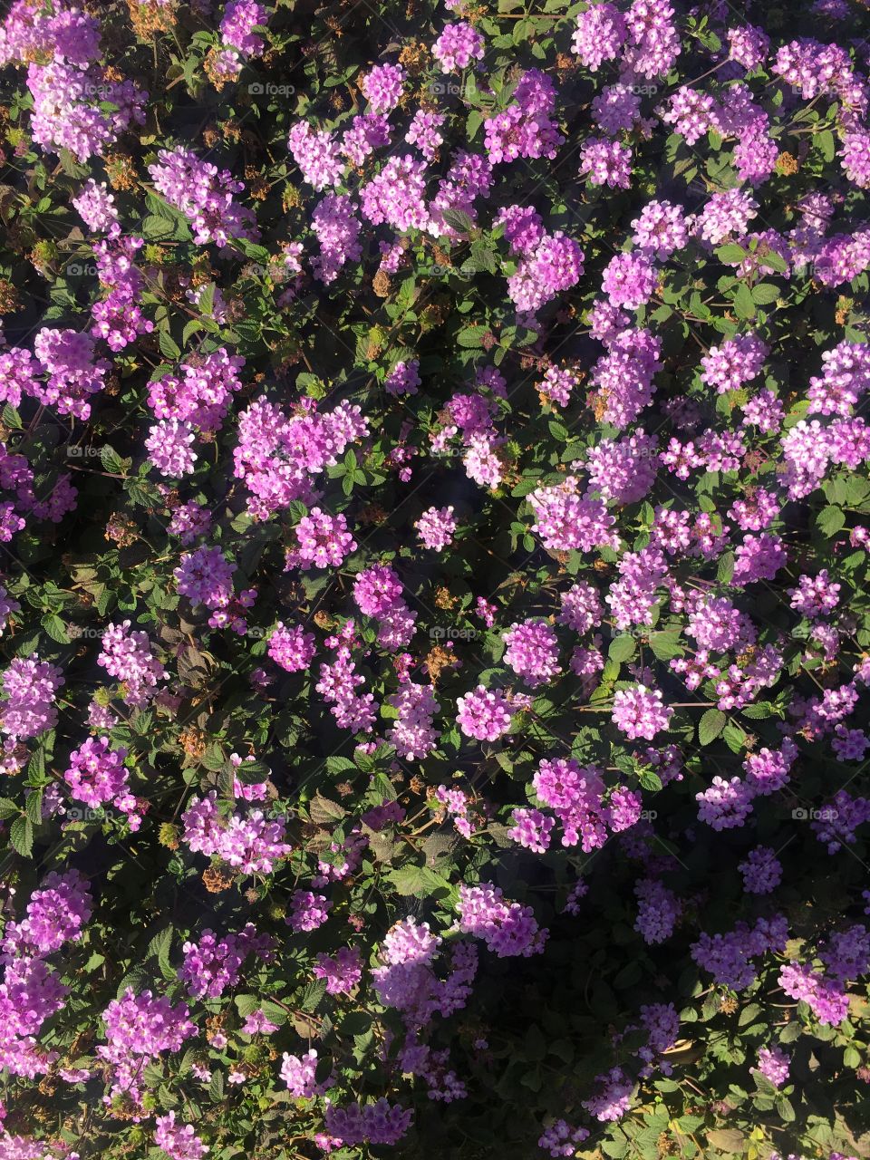 Flores moradas ermosas

