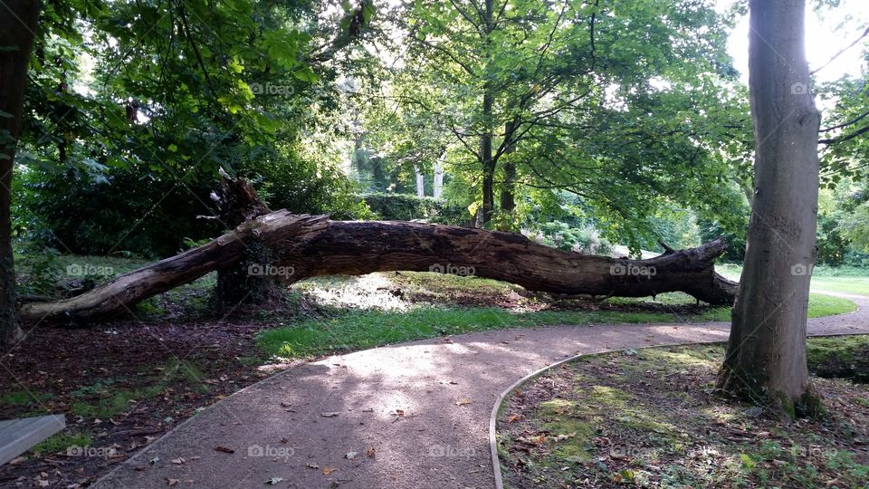 Fallen tree. Castle grounds, Antrim