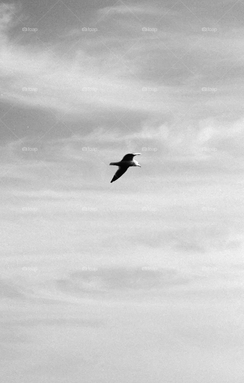 Seagull in Flight