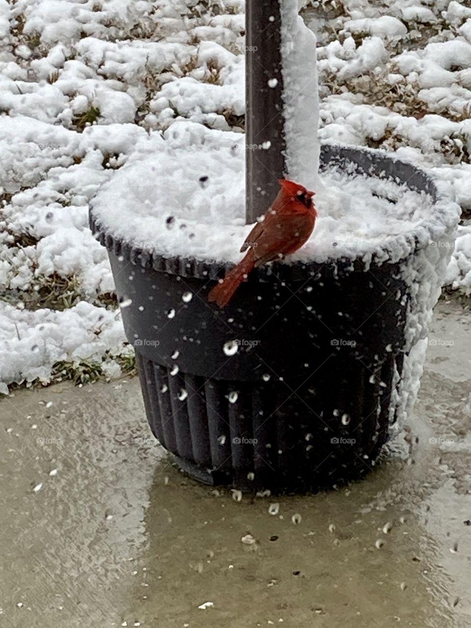 Red cardinal on snow covered pot on patio