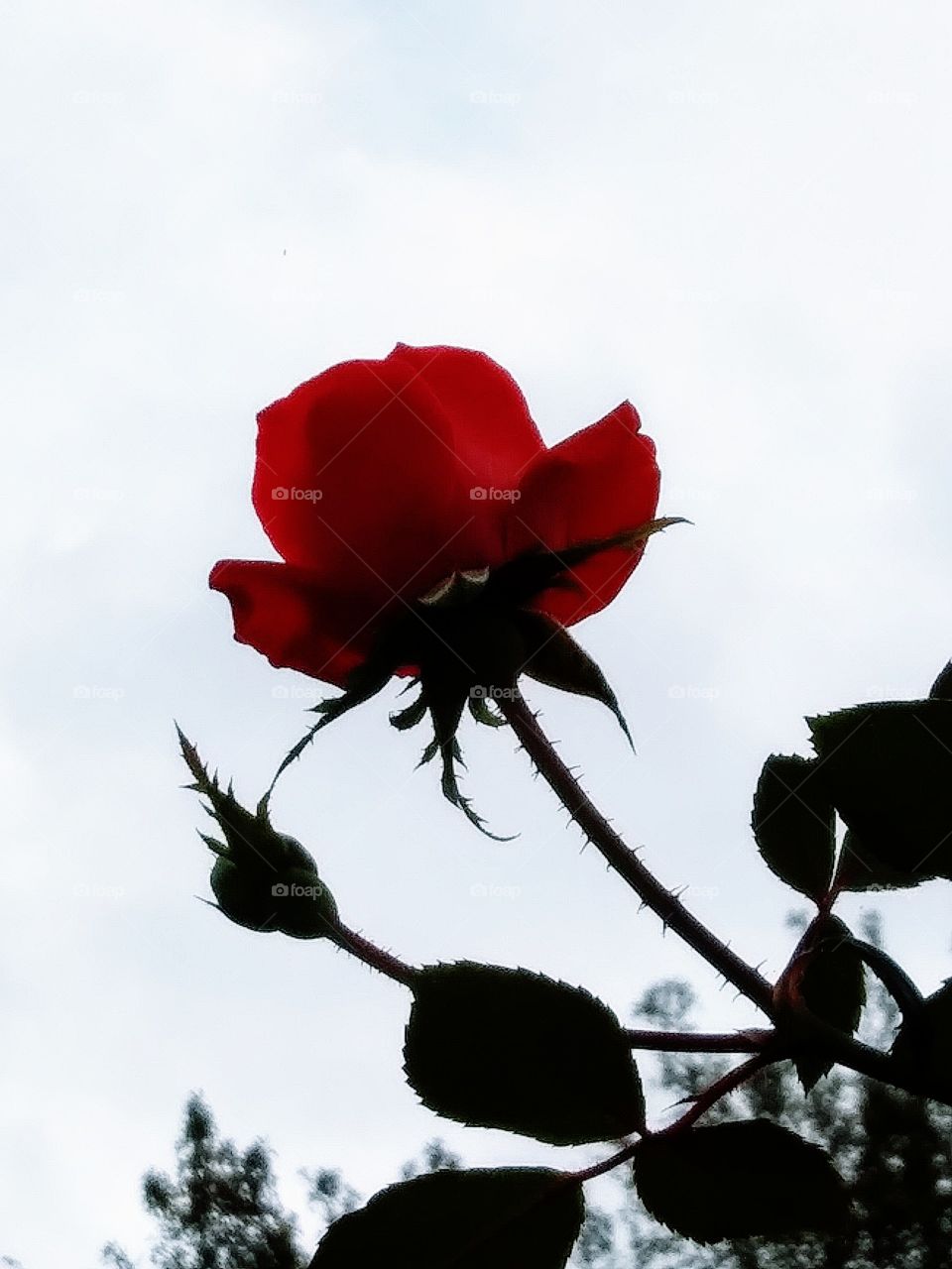bloom and bud of a red rose