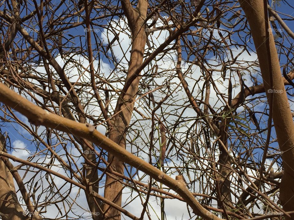 Even when leaves fall from the trees in Autumn still a beautiful view with white clouds and blue sky 