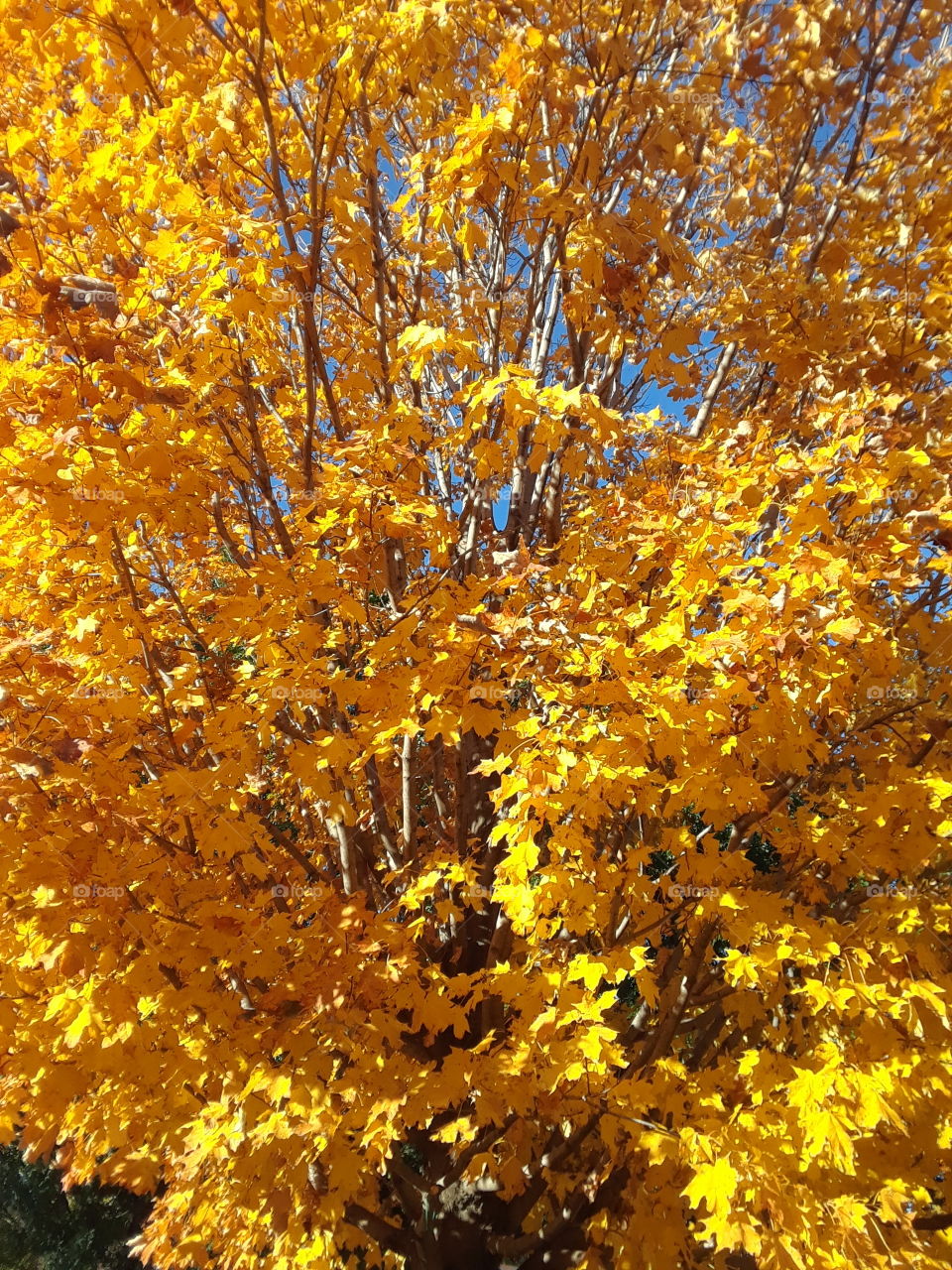 Yellow Leaf Maple Tree