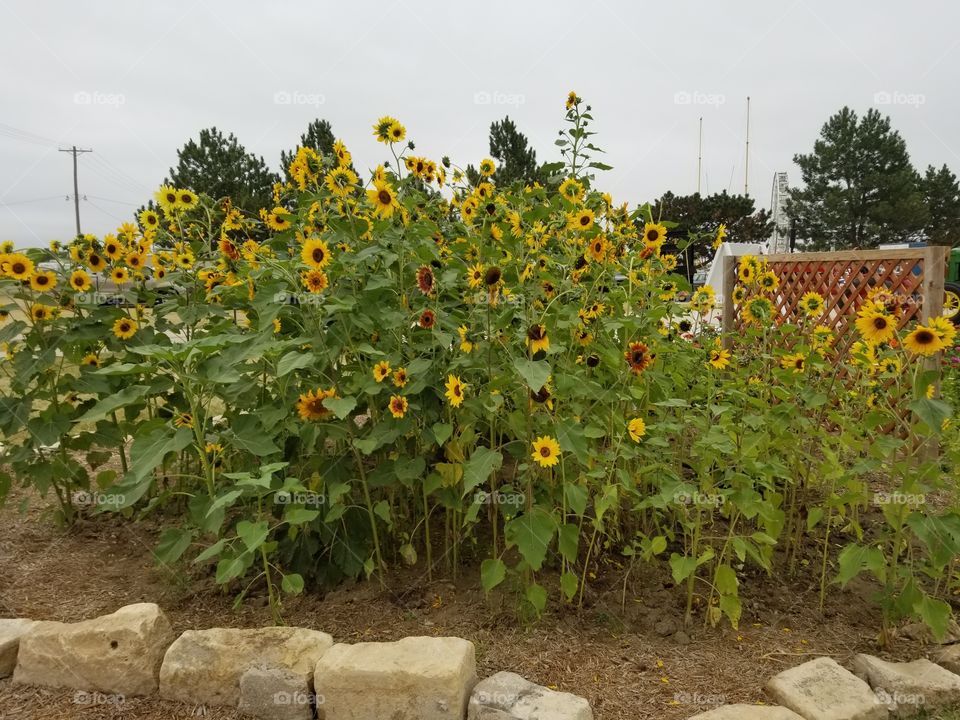 Sunflowers