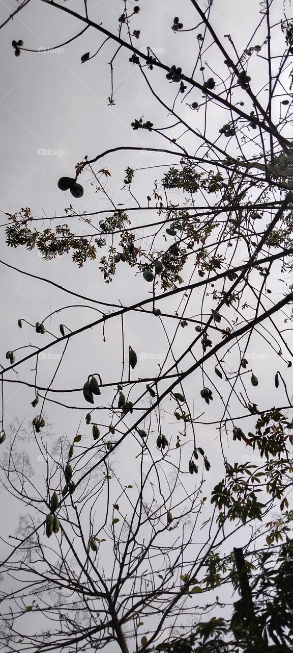 The tree is ready to share his beauty.