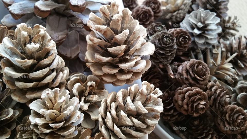 bleached ,pinecones, pinecone, autumn, autumnal, seasonal, English, October, November, September, bleach, bleaching, crafted, crafting, craft, crafts, natural, decorating, decorative, Dec's