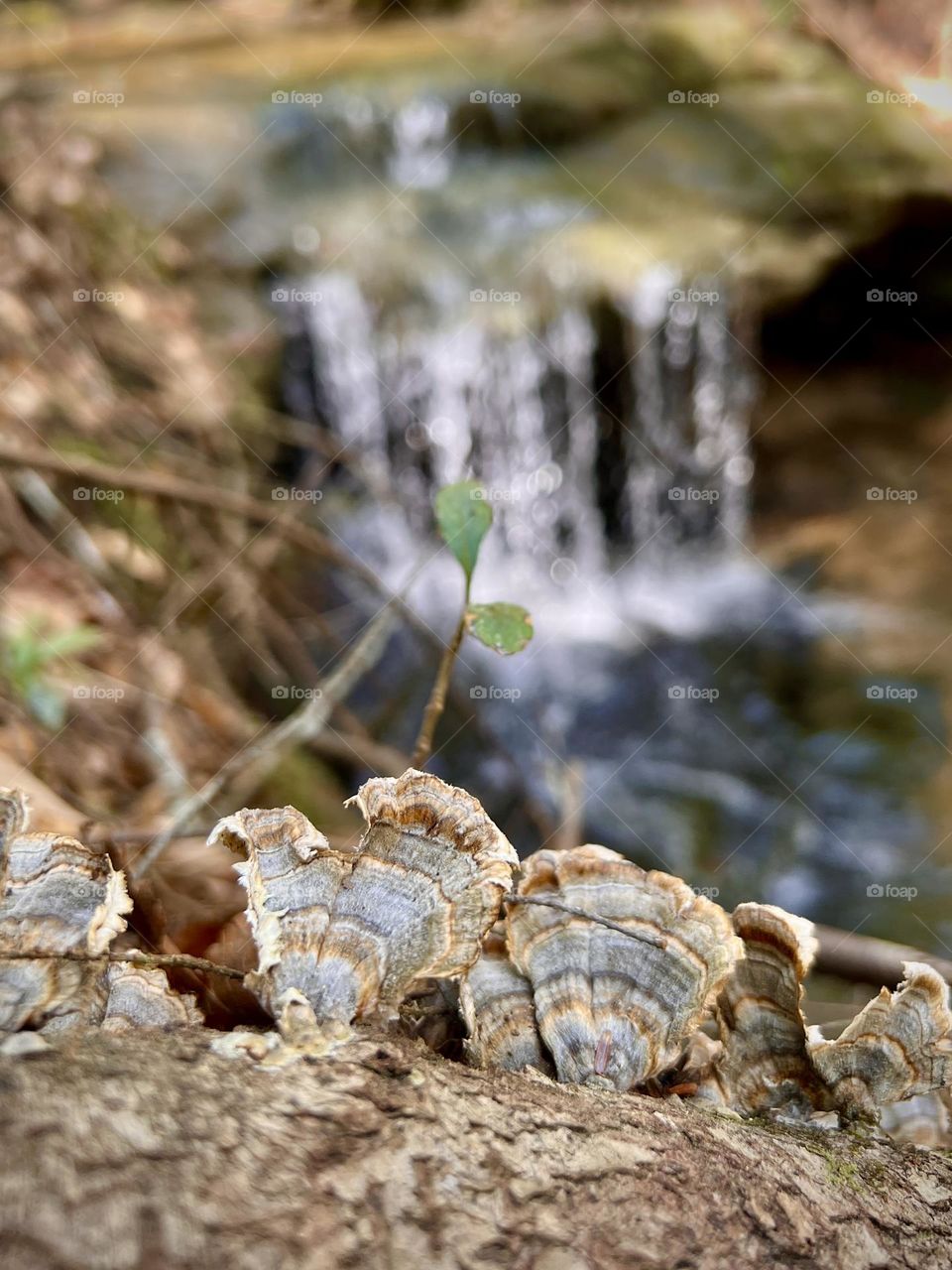 Closeup of turkey tail mushrooms in Bankhead Natl forest with a small waterfall in the background 