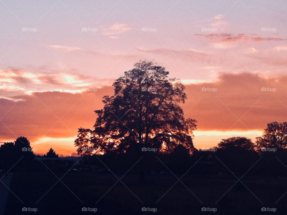 A beautiful sunset set against a large tree on flatlands. Every sunset is different and has different perspectives from which to enjoy it.