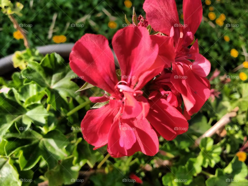 Red flower in my gardan