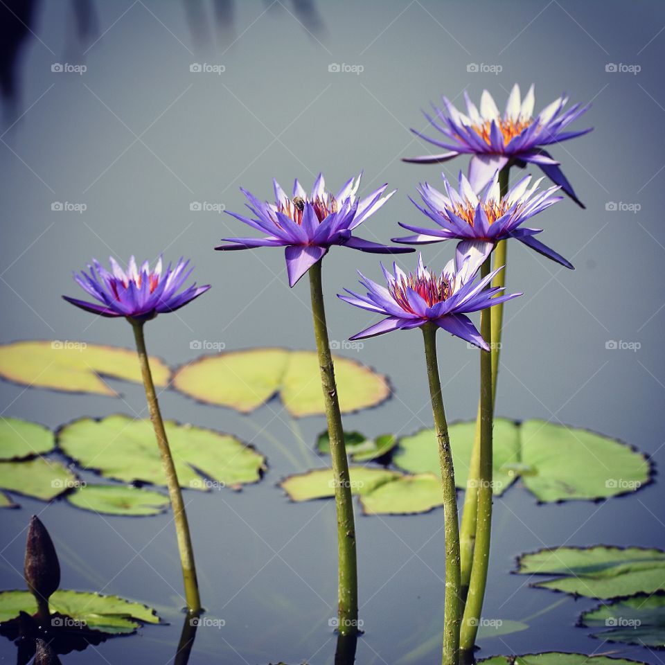 Water lilies at Denver Botanic Gardens 