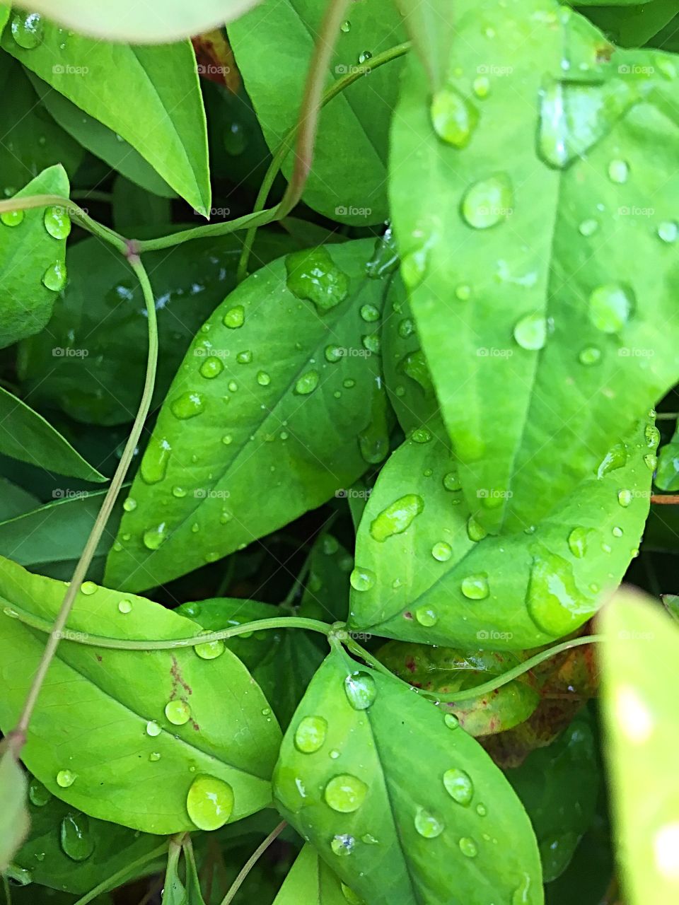 Perfect sitting droplets on the leaves 