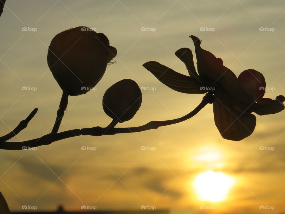 Sonnenuntergang schattenspiel Pflanze Himmel