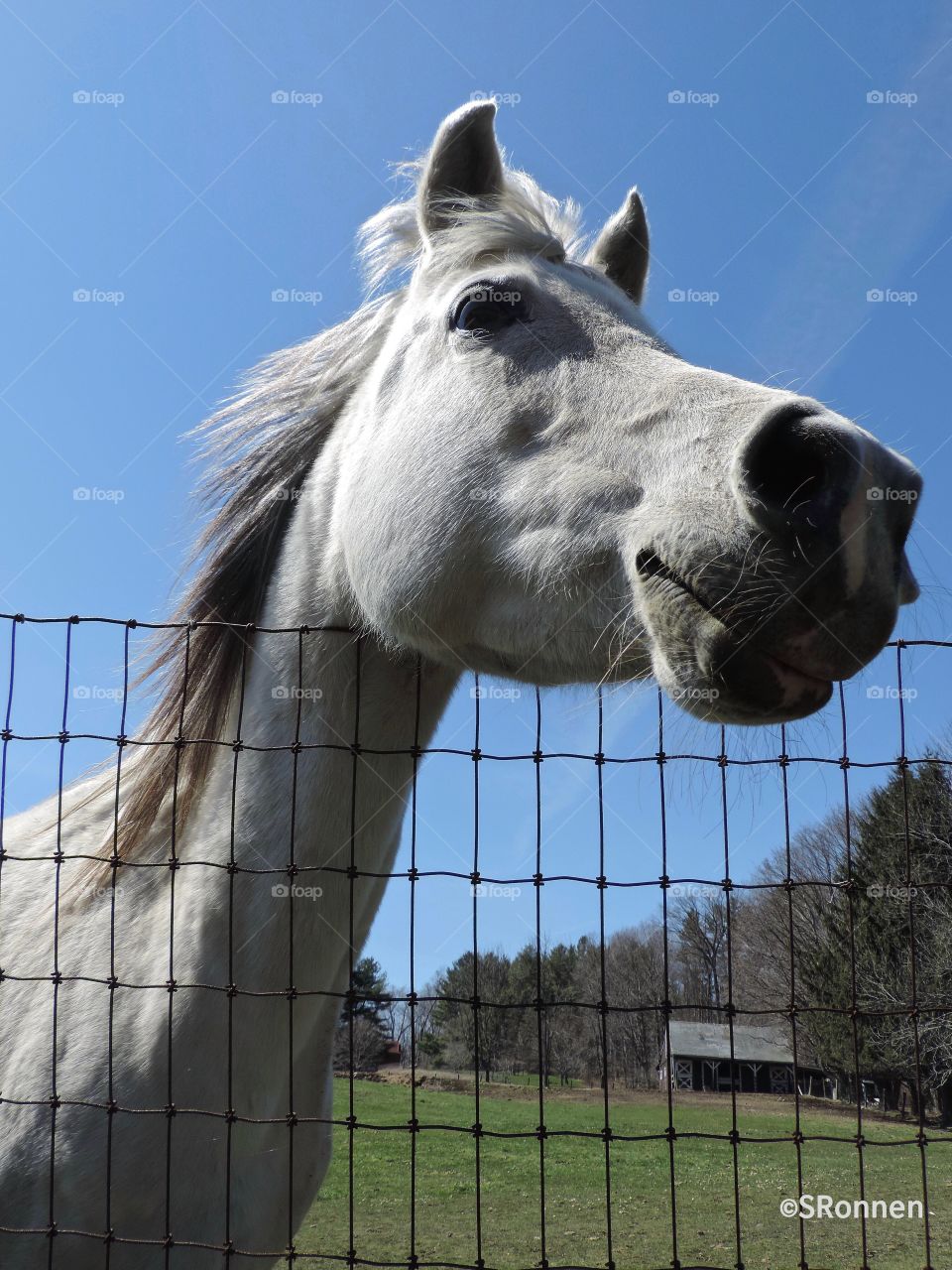 The happy Mare