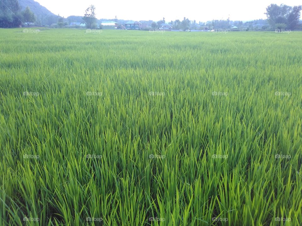 rice fields