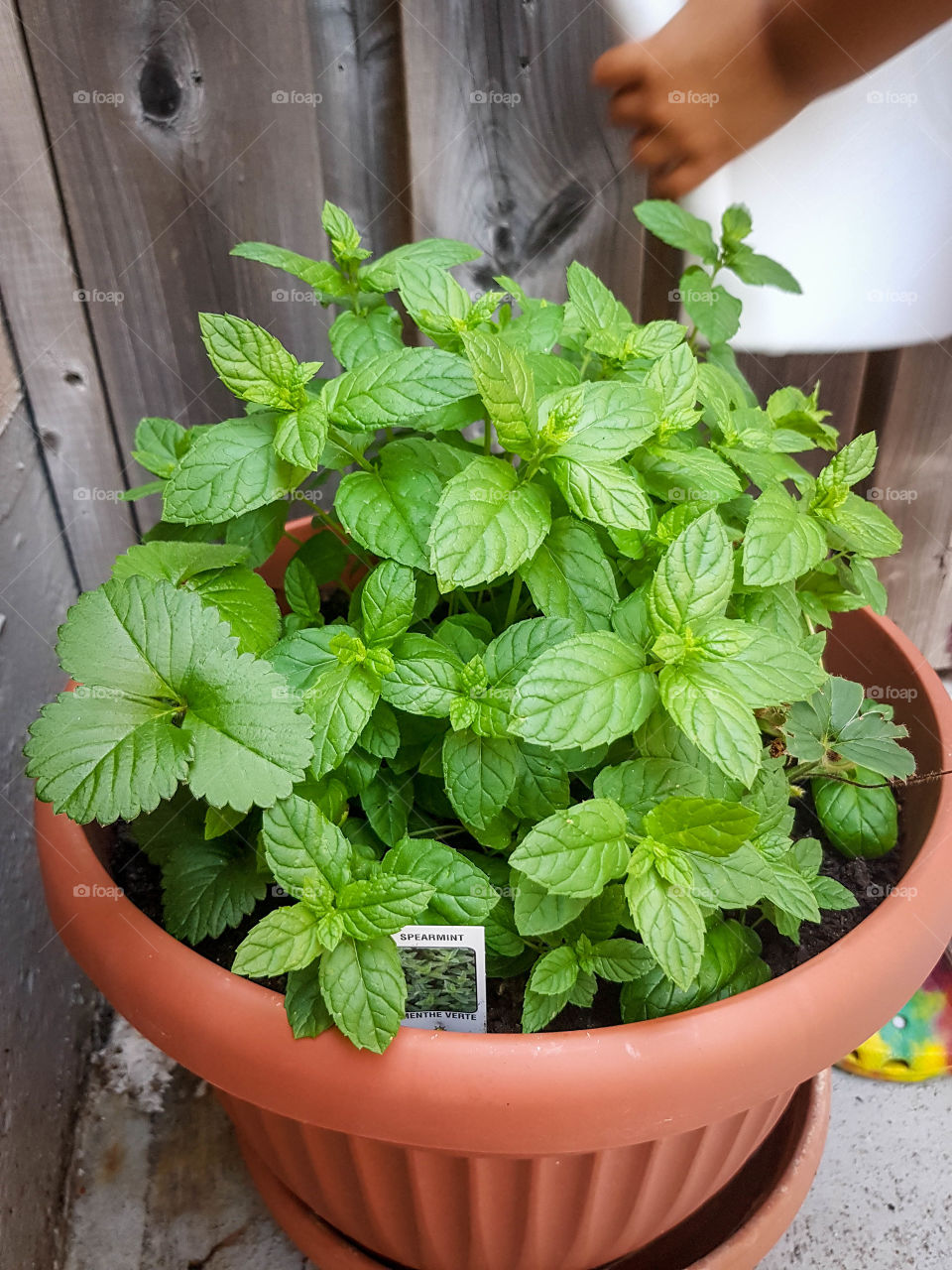 Spearmint plant