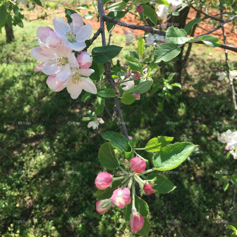 Apple blossom