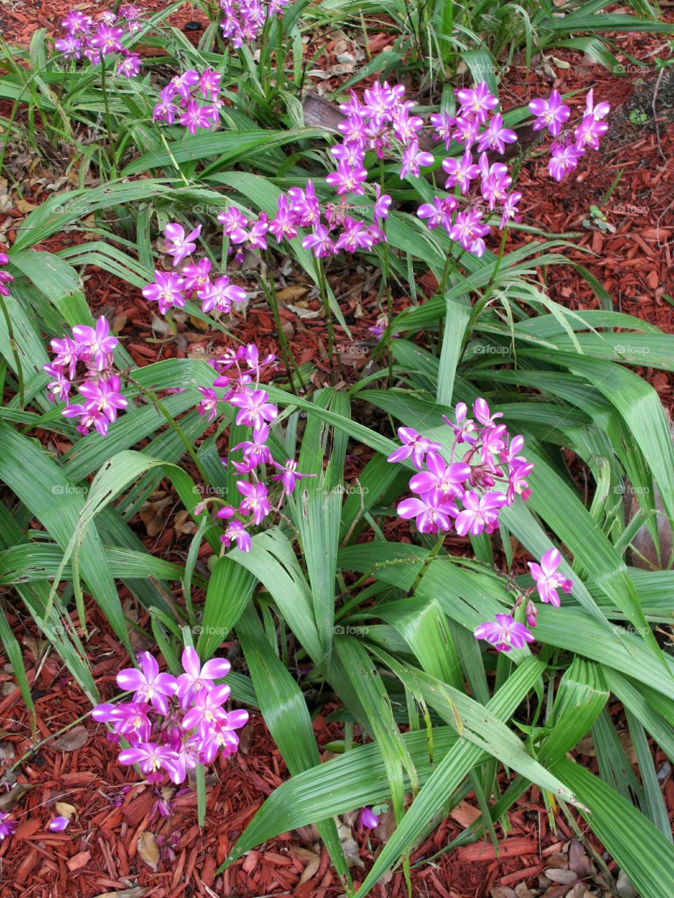 Purple ground orchids