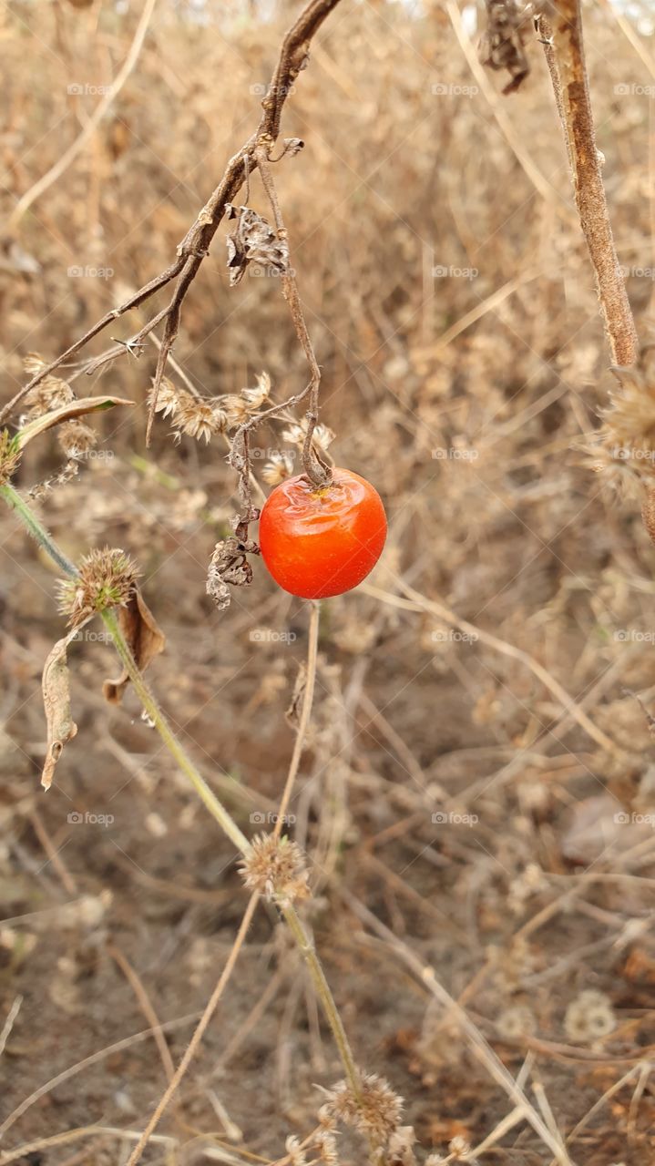 red tomato
